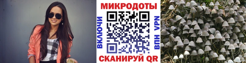 Галлюциногенные грибы Psilocybe Грозный